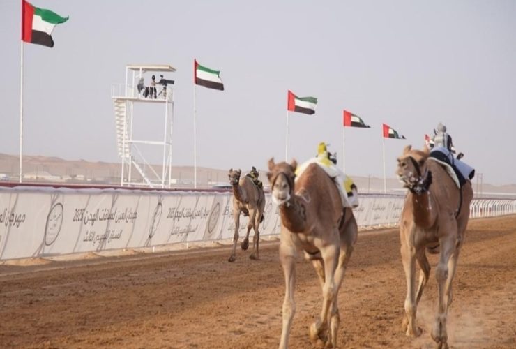 «ريتال» الأسرع.. منافسات الثنايا تختبر جاهزية نخبة الهجن في العين