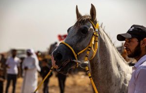 يحتضن مضمار سباق الخيل في المدينة الرياضية باللاذقية منافسات المهرجان