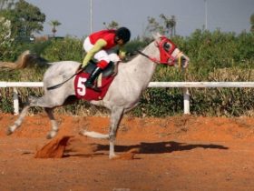 اللاذقية تدخل أجندة كأس رئيس الإمارات.. محطة جديدة لسباقات الخيل العربية الأصيلة