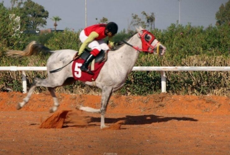 اللاذقية تدخل أجندة كأس رئيس الإمارات.. محطة جديدة لسباقات الخيل العربية الأصيلة