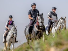 من خنيفرة إلى الجديدة.. رحلة على ظهور الخيل تحتفي بالحصان العربي البربري