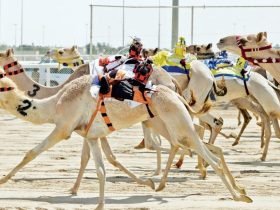 ختامي المهرجان الصيفي للهجن 2026.. 18 شوطًا على الرموز والجوائز