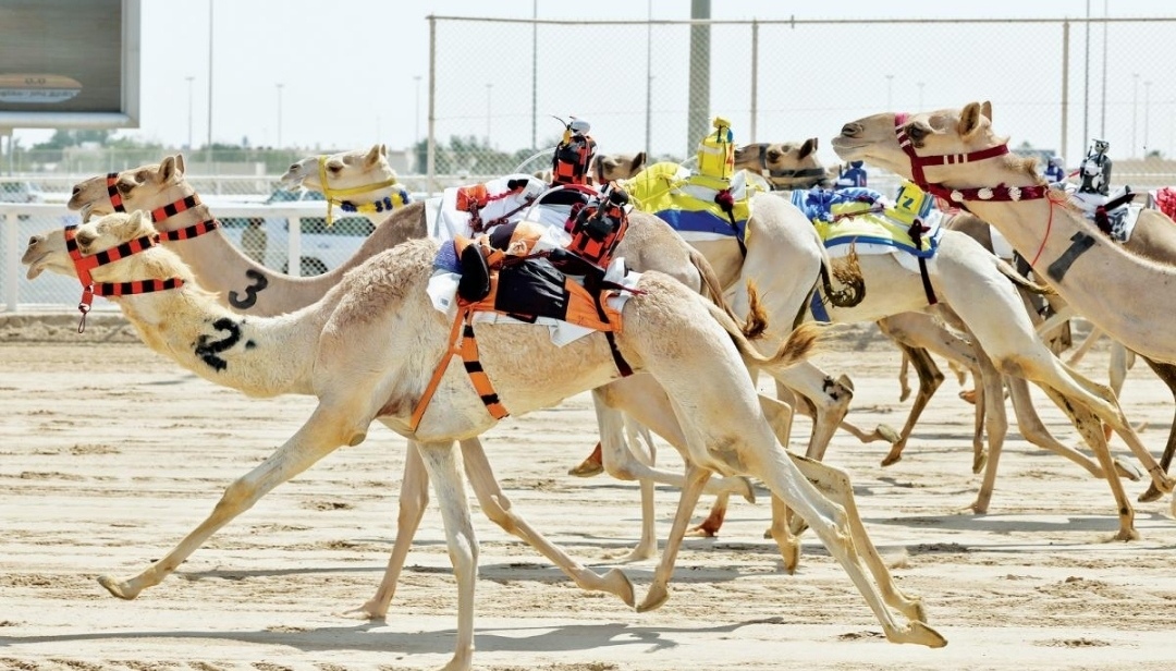 ختامي المهرجان الصيفي للهجن 2026.. 18 شوطًا على الرموز والجوائز