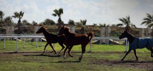 اختتمت منافسات اليوم الأول من كأس رئيس دولة الإمارات للخيول العربية الأصيلة على مضمار المدينة الرياضية في اللاذقية