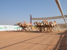 ميدان حائل يفتح باب المشاركة في سباقات الهجن ويعزز الاستعداد للموسم الجديد