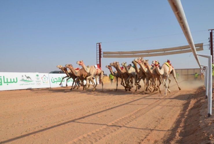 ميدان حائل يفتح باب المشاركة في سباقات الهجن ويعزز الاستعداد للموسم الجديد