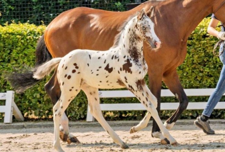 نقوش استثنائية تقود مهرًا ألمانيًا إلى مشترٍ في دبي
