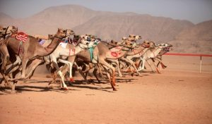 تختلف سباقات القدرة للهجن عن سباقات السرعة التقليدية