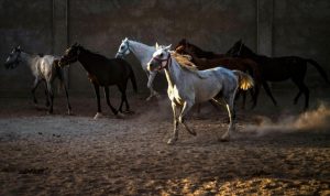 تحتل الخيول العربية الأصيلة مكانة بارزة في التراث السوري