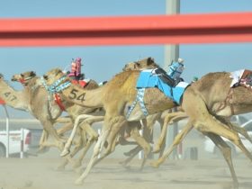 سباق الهجن في ميدان البشائر