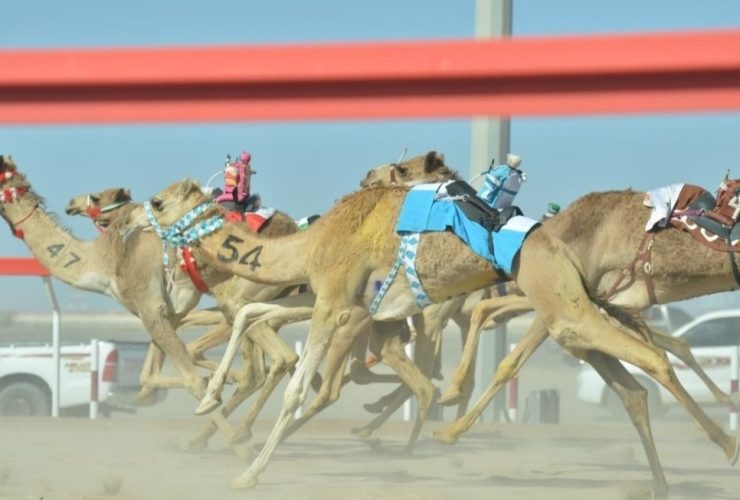 سباق الهجن في ميدان البشائر