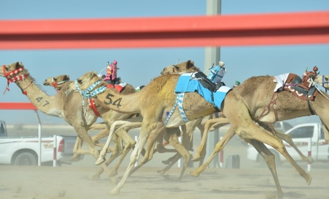 سباق الهجن في ميدان البشائر