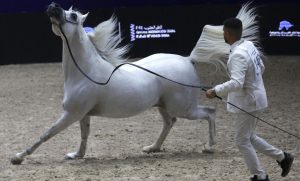 من مسابقات الخيل العربية الأصيلة في المغرب