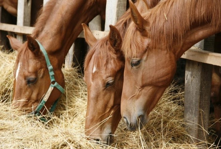 حين تتجاوز الحبوب حاجة الحصان