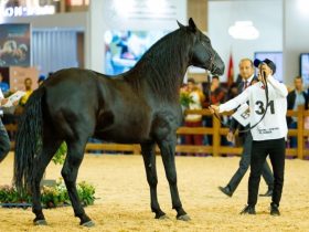 المغرب يتوّج أبرز الخيول البربرية في معرض الفرس بالجديدة