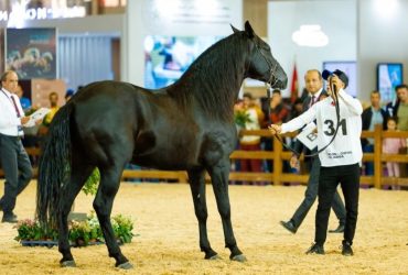 المغرب يتوّج أبرز الخيول البربرية في معرض الفرس بالجديدة