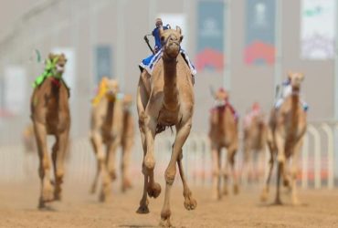 ميدان حائل يعزز حضور سباقات الهجن بمنافسات متعددة الفئات