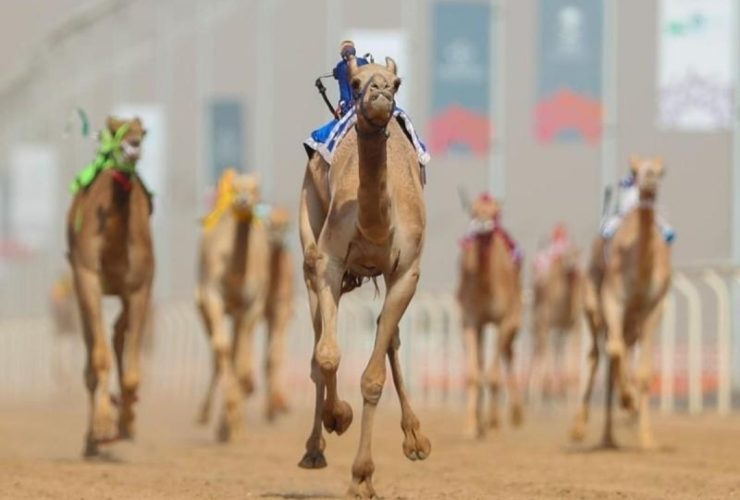 ميدان حائل يعزز حضور سباقات الهجن بمنافسات متعددة الفئات