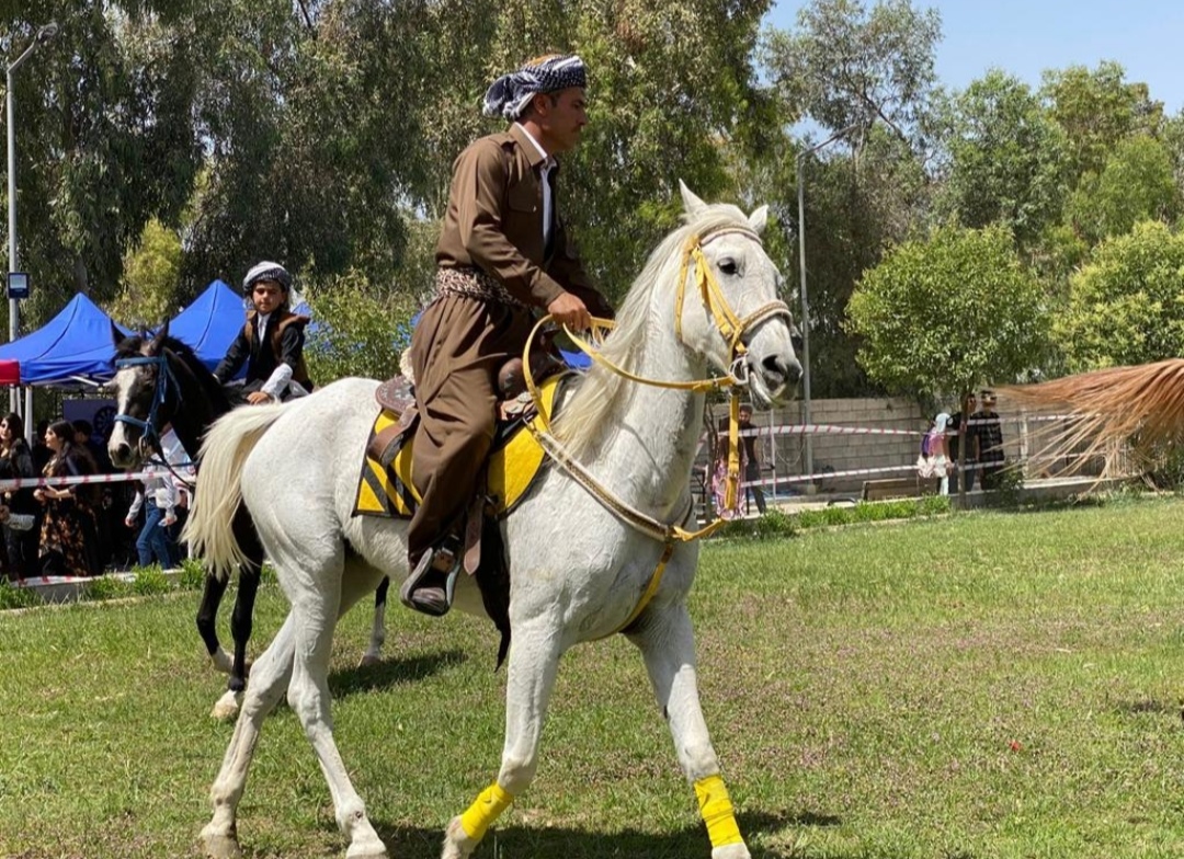 أربيل تستضيف مهرجاناً للخيول الكردية بمشاركة 25 حصاناً
