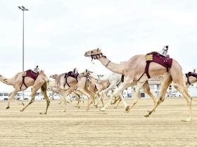 «مخيفة» و«مغرد» يتصدران أشواط الحقايق في السباق المحلي الثالث للهجن