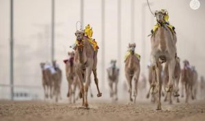 تحتل سباقات الهجن مكانة مهمة في التراث الإماراتي