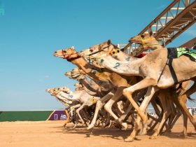 مهرجان الظفرة الرابع لسباقات الهجن ينطلق بـ104 أشواط وجوائز متنوعة
