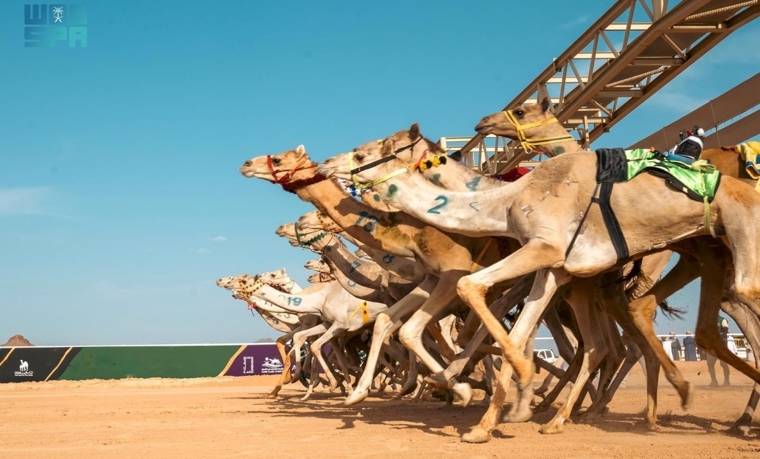 مهرجان الظفرة الرابع لسباقات الهجن ينطلق بـ104 أشواط وجوائز متنوعة