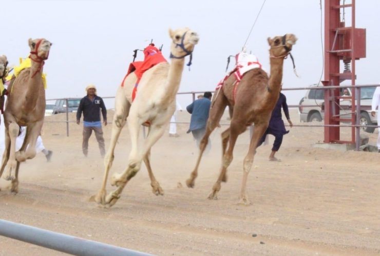 12 شوطًا تختبر جاهزية الهجن في ميدان السنينة بولاية البريمي