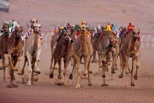 سباقات الهجن