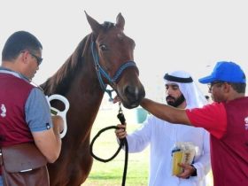 أبوظبي تستضيف برامج دولية لتأهيل الأطباء البيطريين في الفروسية