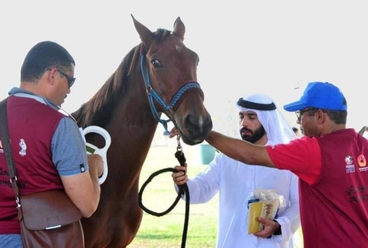 أبوظبي تستضيف برامج دولية لتأهيل الأطباء البيطريين في الفروسية