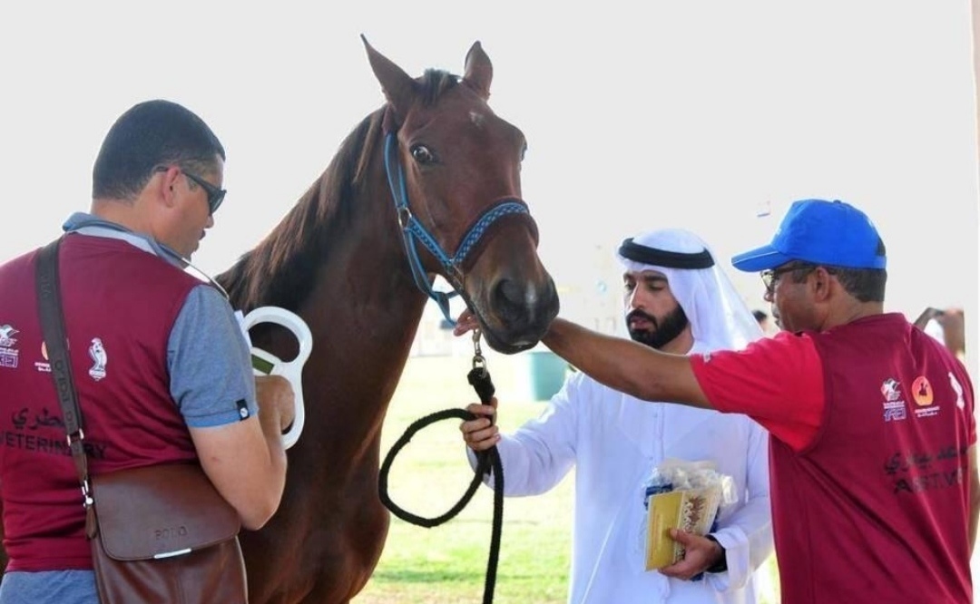 أبوظبي تستضيف برامج دولية لتأهيل الأطباء البيطريين في الفروسية