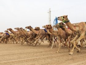 «هزر» و«شايم» يتصدران ختام السباق المحلي الثالث للهجن في قطر