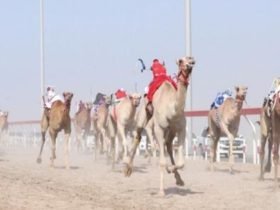 الشارقة تخطط لتطوير سباقات الهجن وتعزيز حضورها الدولي