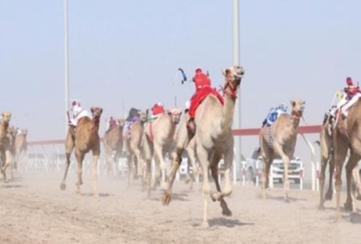 الشارقة تخطط لتطوير سباقات الهجن وتعزيز حضورها الدولي