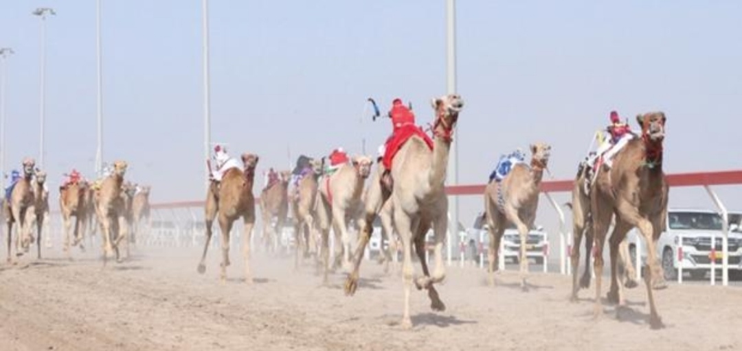 الشارقة تخطط لتطوير سباقات الهجن وتعزيز حضورها الدولي