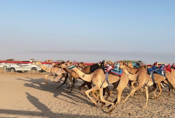 كأس الأولمبية السعودية للهجن.. 24 كأساً وجوائز تتجاوز 10 ملايين ريال