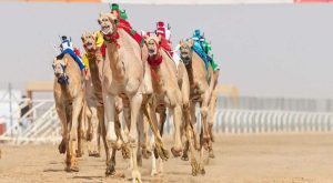 تحظى سباقات الهجن بمكانة بارزة في التراث السعودي