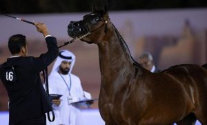 شهدت البطولة تتويج خيول في فئات المهرات والمهور والأفراس والفحول