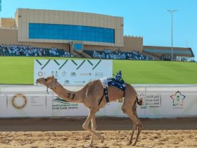 20 شوطاً في نجران.. سباق الميادين يواصل تنشيط منافسات الهجن السعودية