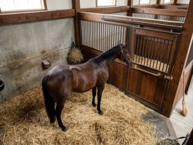 الذكاء الاصطناعي في خدمة الخيل.. كاميرات ذكية ترصد مؤشرات المغص قبل تفاقمه