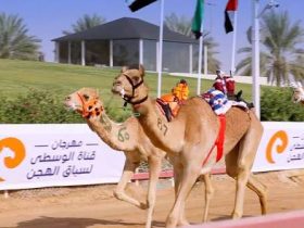 مهرجان قناة الوسطى التراثي الأول ينطلق بسباقات الهجن في الذيد