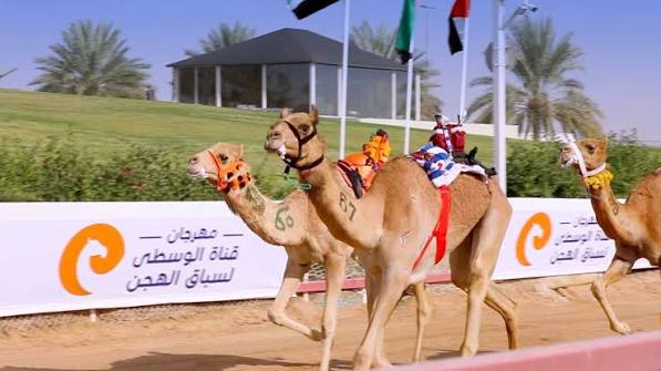 مهرجان قناة الوسطى التراثي الأول ينطلق بسباقات الهجن في الذيد