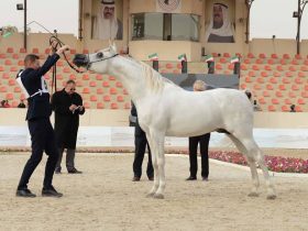 مزاد الشارقة للخيول العربية يدشن أجندة موسم 2026-2027