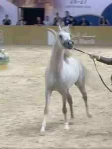 «نوف عذبة» تتوج بالذهب لمربط عذبة في بطولة جمال الخيل العربية