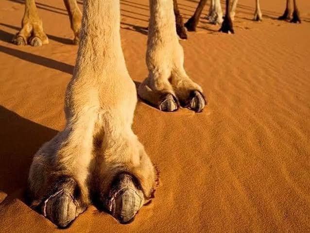 العناية بأقدام الهجن(الخف): كيف نحميها من الإصابات والالتهابات؟