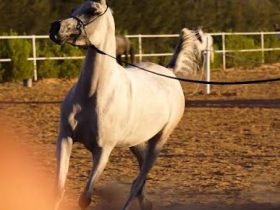 75رأسًا من الخيل تتنافس في مسابقة الأصايل الكبرى لجمال الخيل العربية الأصيلة بالجزائر