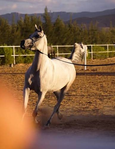 75رأسًا من الخيل تتنافس في مسابقة الأصايل الكبرى لجمال الخيل العربية الأصيلة بالجزائر