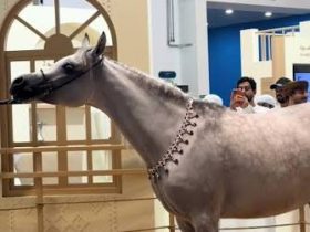 فتح باب التسجيل لبطولة جمال الخيل العربية في دبي