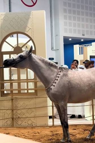 فتح باب التسجيل لبطولة جمال الخيل العربية في دبي